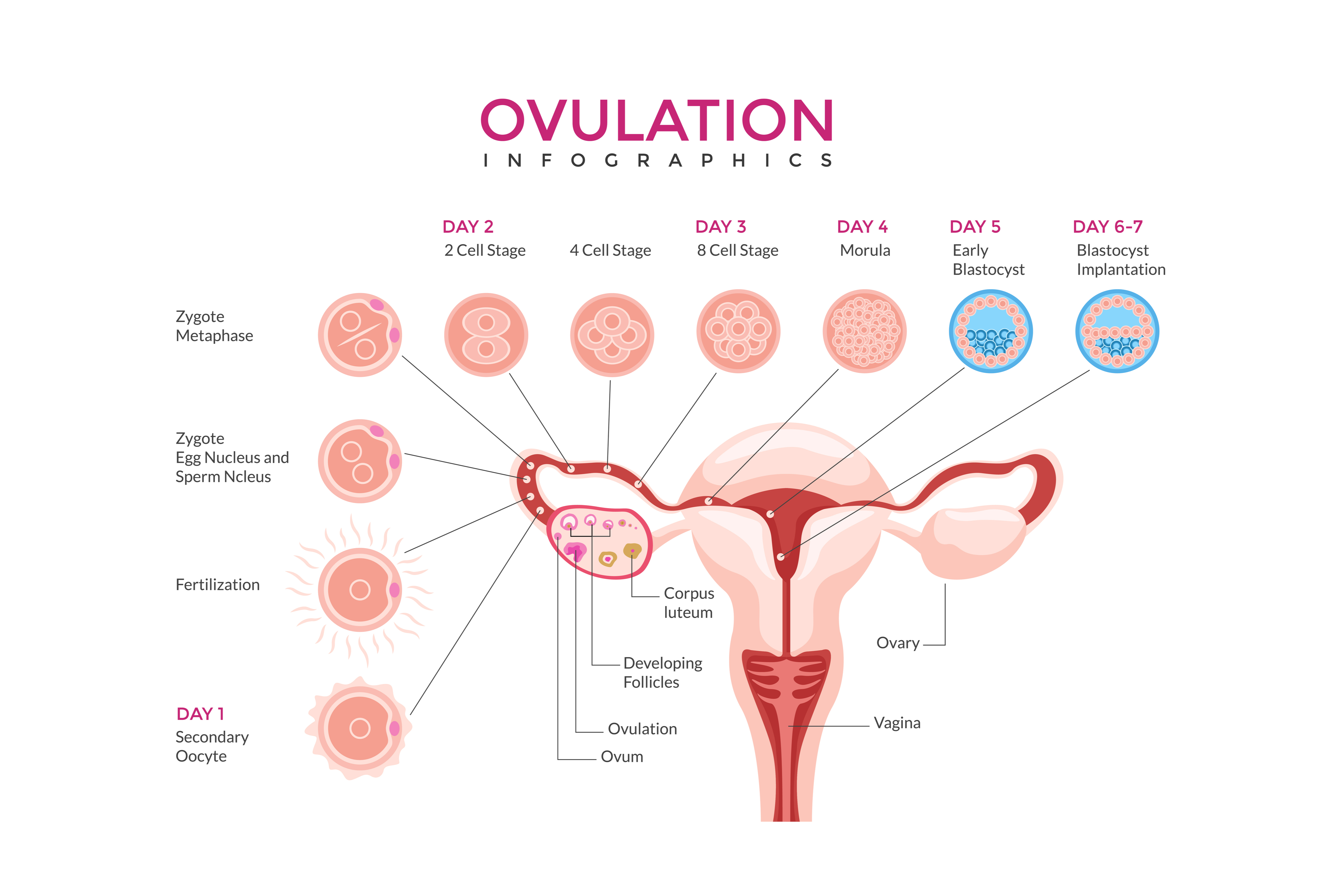 Important Physical Signs That You Are Fertile